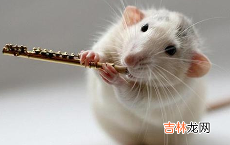 老鼠会咬内裤分泌物吗