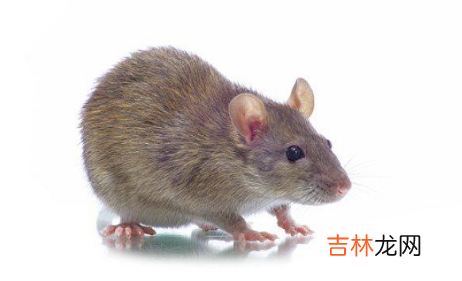 老鼠把空调管子咬烂了会有什么影响
