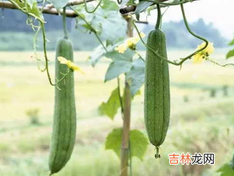 丝瓜畸形原因都有什么