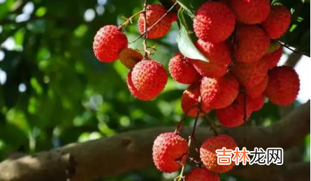荔枝上火还是降火