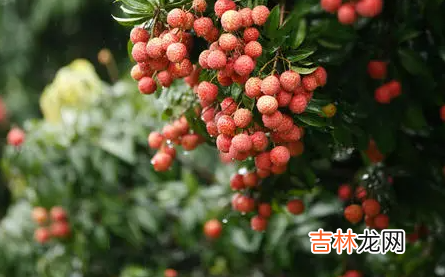 荔枝上火还是降火