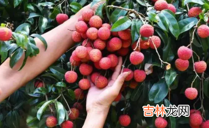 荔枝上火还是降火