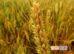 小麦除草什么时候打药合适