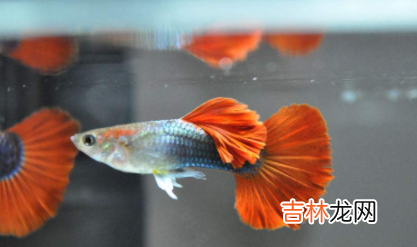 孔雀鱼怎么搭配公母比例