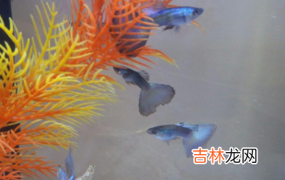 孔雀鱼怎么搭配公母比例
