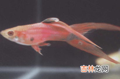 孔雀鱼怎么搭配公母比例