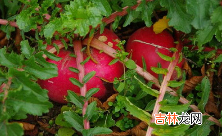 红萝卜分叉是是咋回事