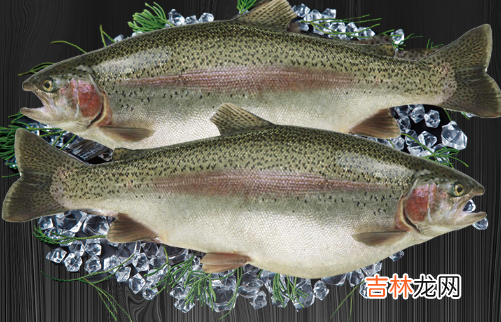 虹鳟鱼可以吃生鱼片吗