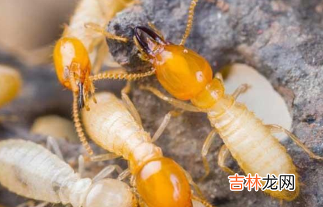 家里有白蚁预兆什么