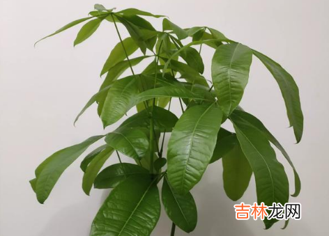 花烂根怎么处理