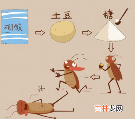 蟑螂卵多久能孵出小蟑螂