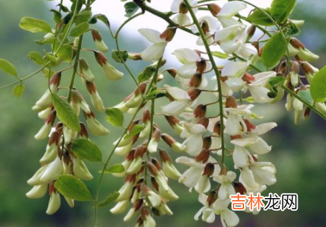 槐花变黄了还能吃吗