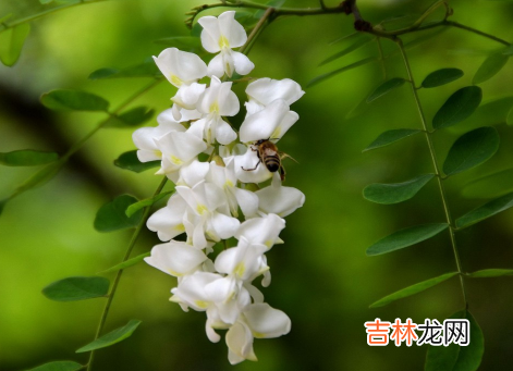 新鲜的槐花可以冷冻吗