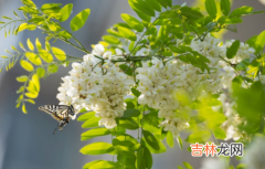 新鲜的槐花可以冷冻吗