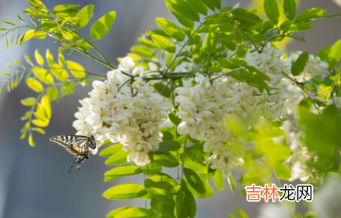 新鲜的槐花可以冷冻吗