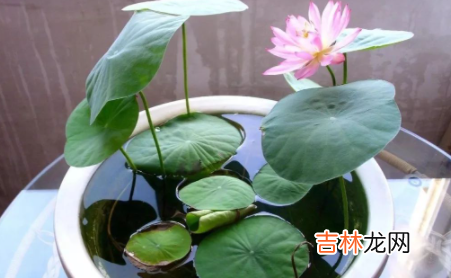 碗莲长出芽后还需要浸泡在水里吗