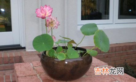 碗莲长出芽后还需要浸泡在水里吗