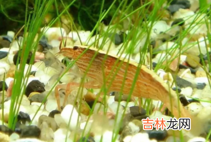 鱼缸里加盐加多了鱼会怎样