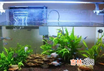 鱼缸里加盐加多了鱼会怎样