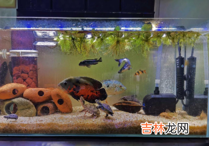 鱼缸里加盐加多了鱼会怎样