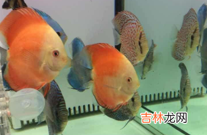 鱼缸的盐应该怎么放