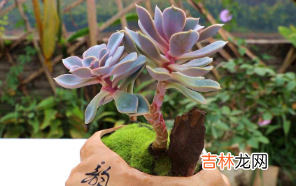 养多肉的土里掺点沙子好不好
