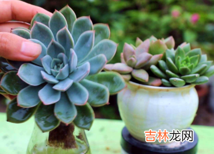 养多肉的土里掺点沙子好不好