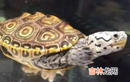 养龟困水需要多长时间