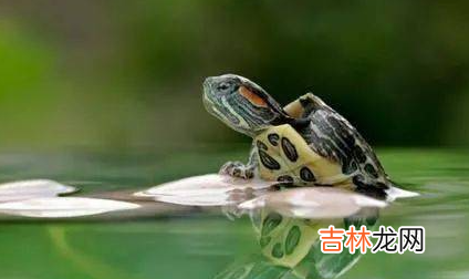 养龟困水需要多长时间