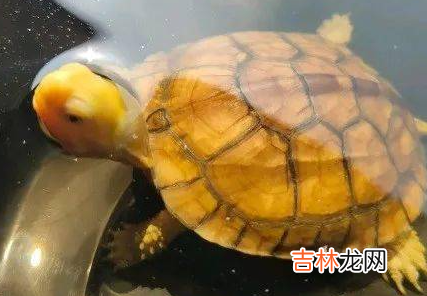 养龟困水需要多长时间