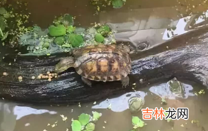 养龟困水需要多长时间