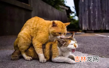 猫咪一天配种几次好