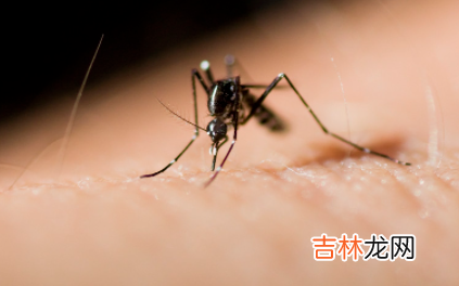 蚊子一般几点开始咬人