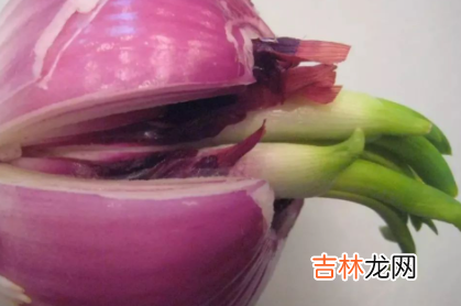 洋葱发的绿芽炒着能吃吗