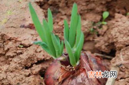 洋葱发的绿芽炒着能吃吗