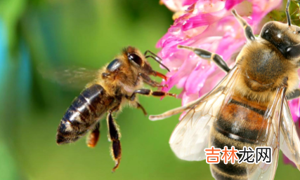 人们取了蜂蜜后蜜蜂还有得吃吗