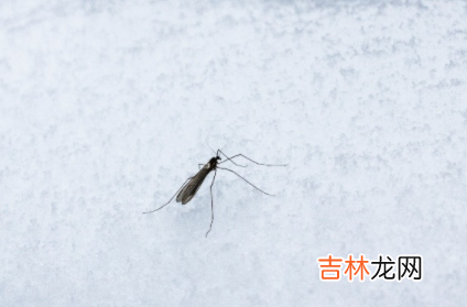 冬天蚊子都冻死了夏天蚊子怎么来的