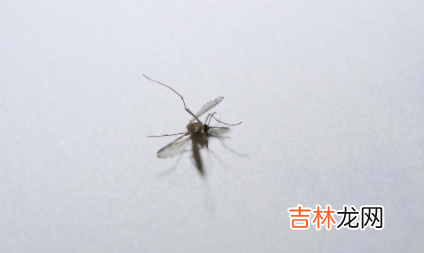 雨为什么砸不死蚊子