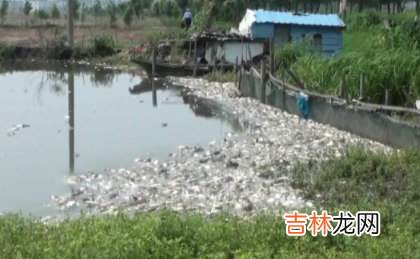 鱼塘下雨后为什么大量死亡