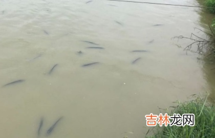 暴雨过后鱼塘要消毒吗