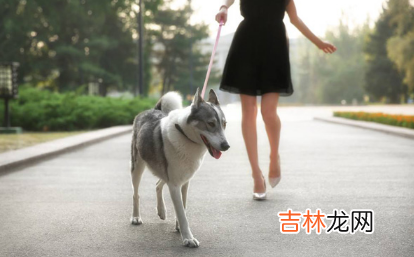 夏天遛狗是不是可以减少时间