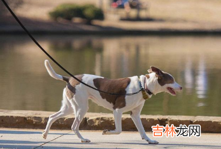 夏天遛狗是不是可以减少时间
