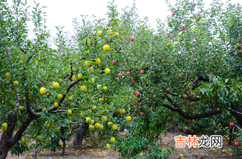 苹果园反光膜啥样的好