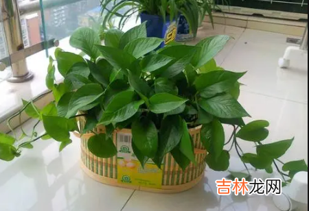 冬天养绿萝室内保持多少度合适