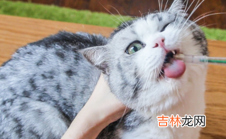 什么样的猫需要驱虫