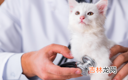 什么样的猫需要驱虫