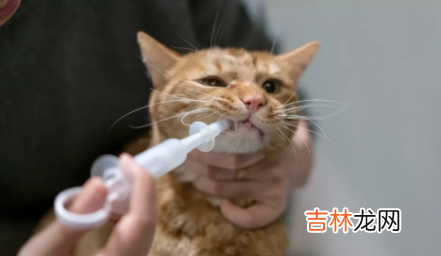 什么样的猫需要驱虫