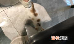 猫咪体外驱虫跳蚤是跑了还是死了