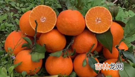 果冻橙软了是不新鲜吗