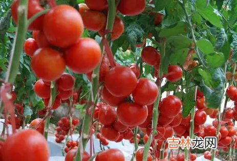西红柿要打顶摘掉分枝吗